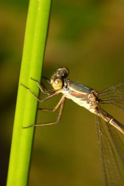 Close Detail Dragonfly Dragonfly Image Wild Blur Background Red Orange — Stock Photo, Image