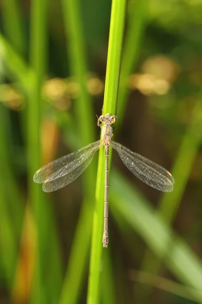 Close Detail Dragonfly Dragonfly Image Wild Blur Background Red Orange — Stock Photo, Image