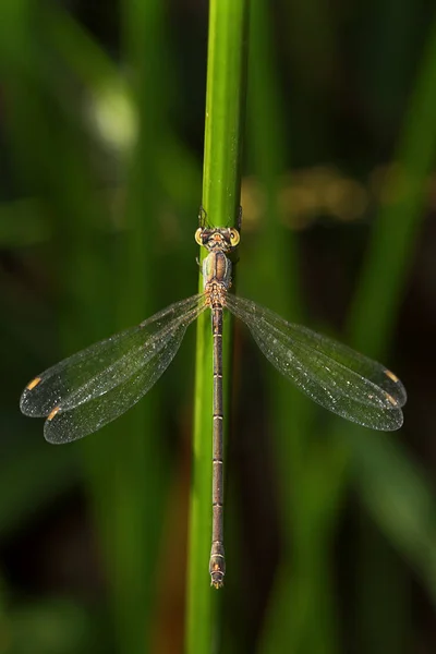 Close Detail Dragonfly Dragonfly Image Wild Blur Background Red Orange — Stock Photo, Image