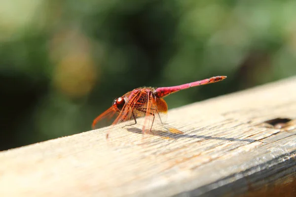 Zavři Detaily Dračí Obrázek Divoký Rozostřením Pozadí Rudé Oranžové Dragonmouchy — Stock fotografie