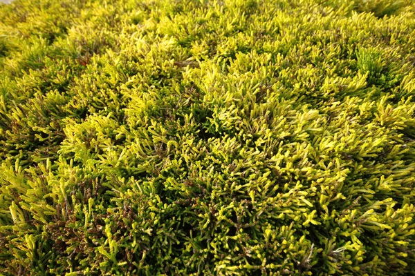 Textura Folhas Verdes Frescas Trevo — Fotografia de Stock