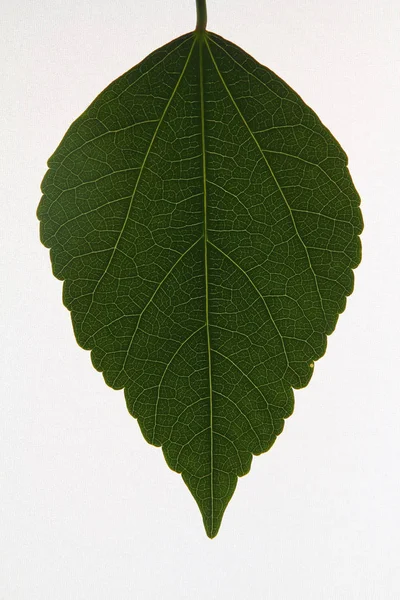 leaf or plant leaf Isolated on white background. Green leaf or green leaves on white background.