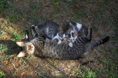 Yerde yatan küçük bir kedi yavrusu olan anne kedi. Kedi ailesi