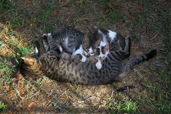 Madre Gato Con Pequeño Gatito Acostado Suelo Familia Gatos —  Fotos de Stock