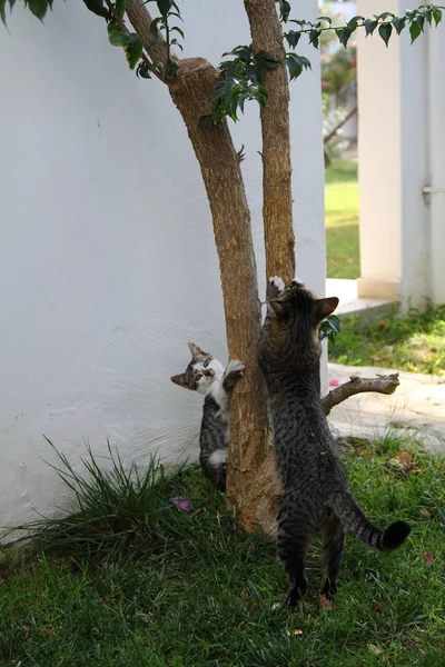 Madre Gato Con Pequeño Gatito Acostado Suelo Familia Gatos — Foto de Stock