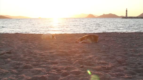 Ville Balnéaire Turgutreis Couchers Soleil Spectaculaires — Video