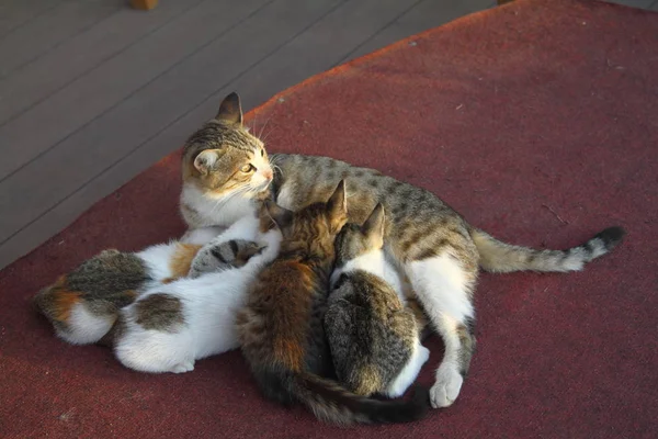 Katzenmutter Mit Einem Kleinen Kätzchen Auf Dem Boden Liegend Katzenfamilie — Stockfoto