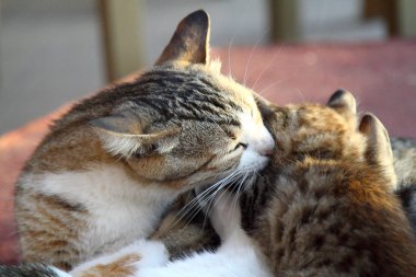Yerde yatan küçük bir kedi yavrusu olan anne kedi. Kedi ailesi