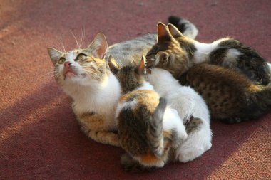 Yerde yatan küçük bir kedi yavrusu olan anne kedi. Kedi ailesi