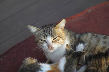 Yerde yatan küçük bir kedi yavrusu olan anne kedi. Kedi ailesi
