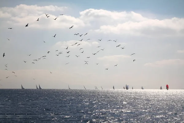 Sailing Ship Yachts White Sails Race Regatta Open Sea Birds — Stock Photo, Image