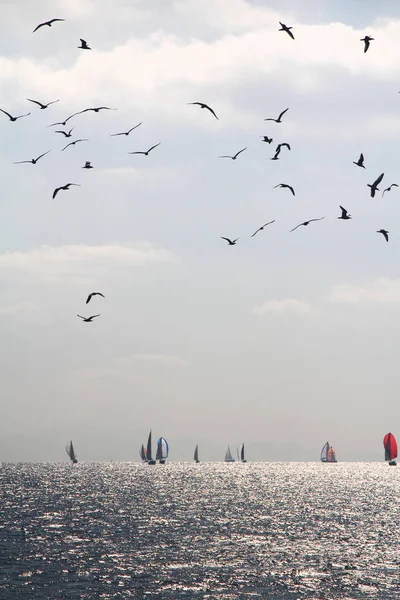 Sailing Ship Yachts White Sails Race Regatta Open Sea Birds — Stock Photo, Image