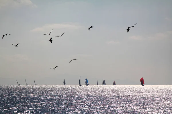 Velero Yates Con Velas Blancas Carrera Regata Mar Abierto Las — Foto de Stock