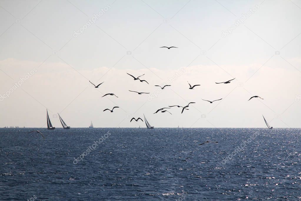 Sailing ship yachts with white sails in race the regatta in the open sea and birds.