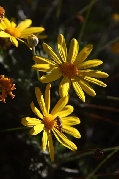 Vackra Blommor Blommar Trädgården Bodrum Turkiet — Stockfoto