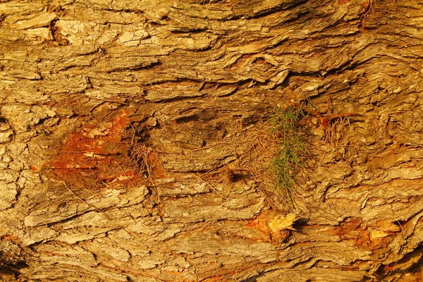 Textura Madera Background Cropped Tiro Fondo Texturizado —  Fotos de Stock