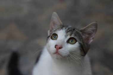 Yeşil gözlü ve ilginç bakışlı kedi, kedi portresi.,