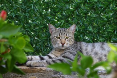 Yeşil gözlü ve ilginç bakışlı kedi, kedi portresi.,