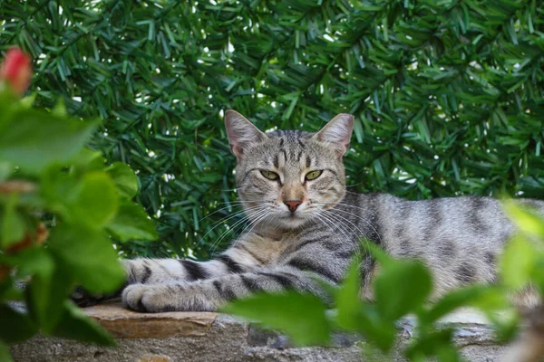 有绿色眼睛和有趣的样子的猫 猫的肖像 — 图库照片
