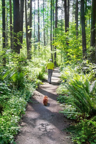 Senior Herre Genom Den Kanadensiska Regnskogen — Stockfoto