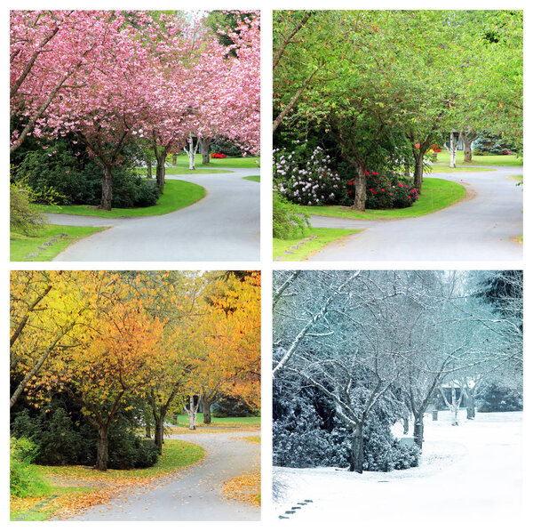 Four seasons photographed from the exact same location on a cherry tree lined street in Canada. Spring, Summer, Autumn and winter. 