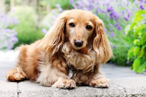 Een Senior Rasechte Langharig Engelse Room Gekleurde Teckel Hond Buiten — Stockfoto