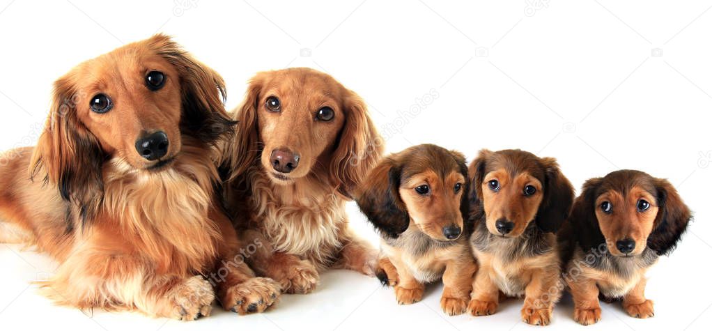 Two longhair purebred dachshund dogs and their puppies, studio isolated on white. 