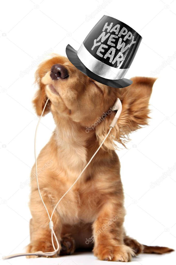 Young longhair dachshund puppy listening to music on a head set and wearing a Happy New Year top hat. 