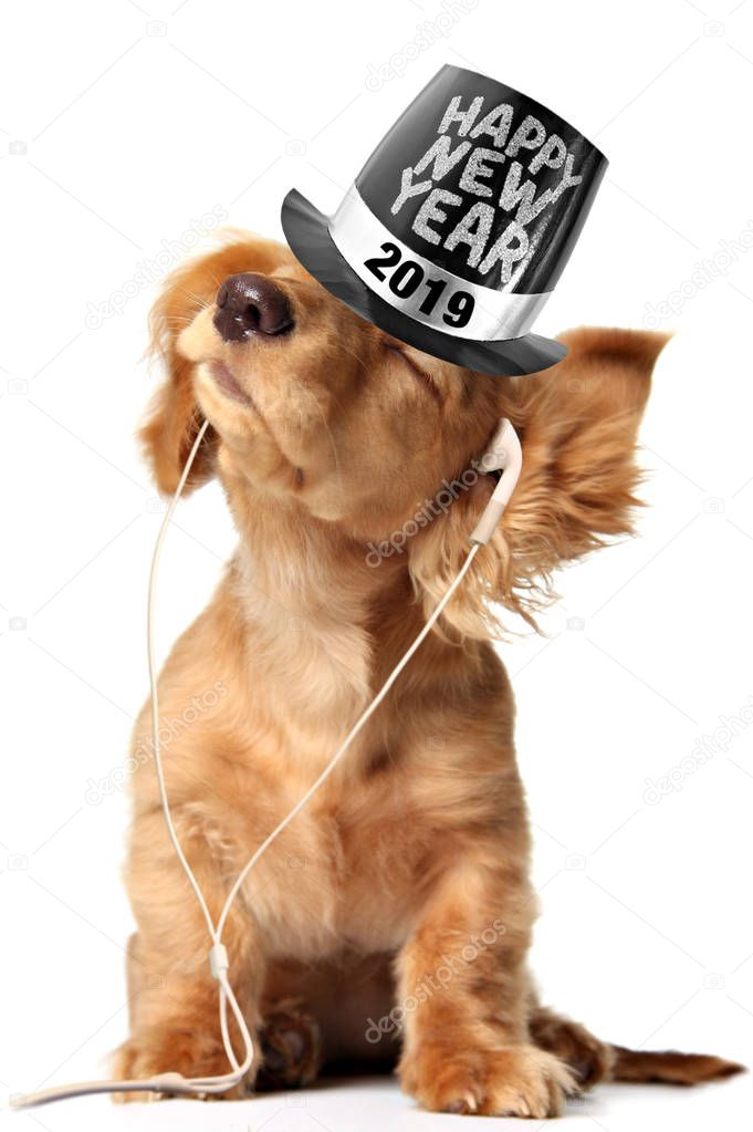 Dachshund puppy listening to music on earbuds and wearing a 2019 Happy New Year top hat. 