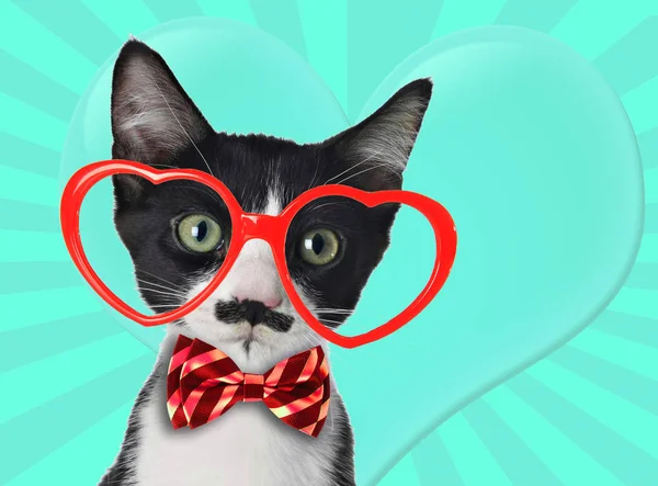 口ひげと蝶ネクタイかわいい黒と白の子猫は バレンタインの日にメガネの形をした心臓を身に着けています 現代美術のコラージュ — ストック写真