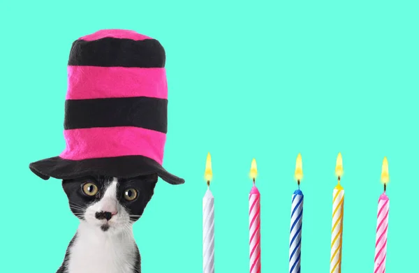 有趣的小猫与五颜六色的顶帽子和生日蜡烛 当代艺术拼贴画 — 图库照片