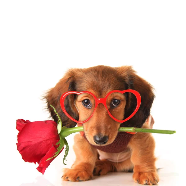 长头发达克斯狗 演播室查出在白色穿戴心脏形状情人节眼镜和拿着一朵红玫瑰 情人节爱情概念 2月14日 — 图库照片