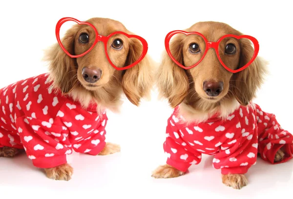 Zwei Dackelwelpen Tragen Rote Valentinstag Pyjamas Mit Weißen Herzen Und — Stockfoto