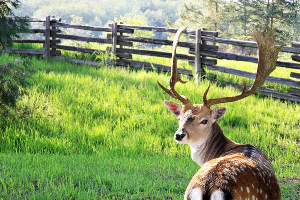 雄性奇塔或小鹿 也被称为森林草地上的斑点鹿或轴鹿 免版税图库图片