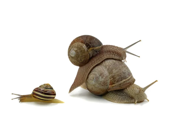 三只蜗牛看起来像一个家庭孤立的白色背景 — 图库照片
