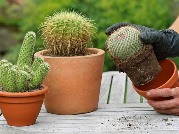 黒革手袋でサボテンを repotted します。 — ストック写真