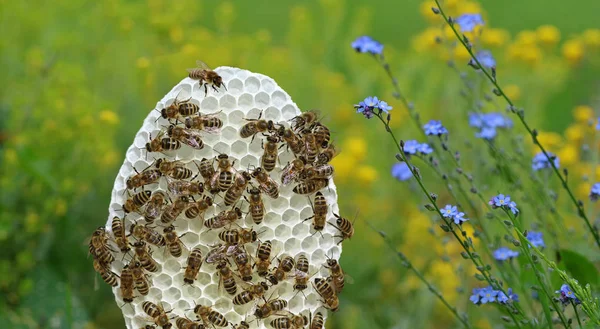 Favo bianco rotondo con api su sfondo di fiori gialli e blu — Foto Stock