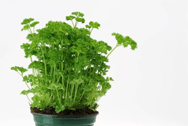 beyaz kopya alanı ile bir tencerede yeşil maydanoz