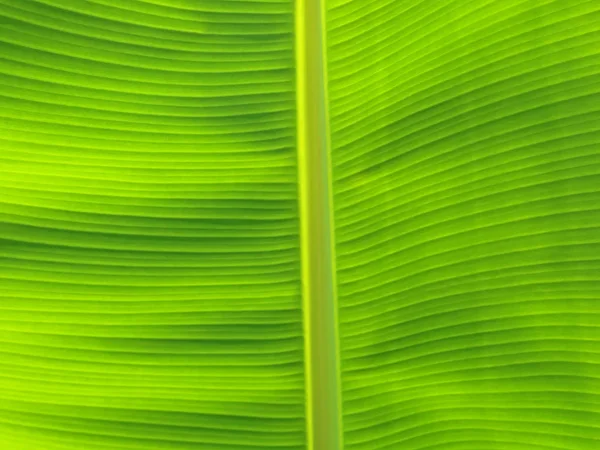 Закрыть зеленый банановый лист текстуры — стоковое фото