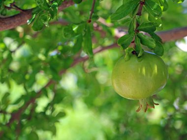 Yeşil nar meyve ağacı dalı ile doğal bitki örtüsü bukeh