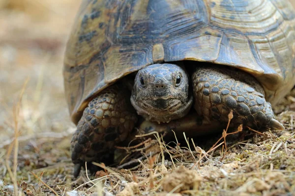 Primer plano de testudo hermanni, tortuga en ambiente mediterráneo natural — Foto de Stock