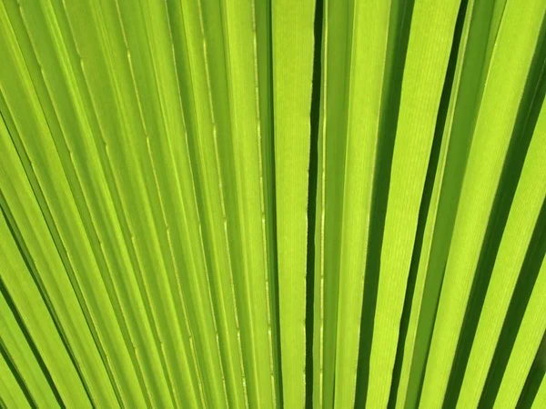 Close up de textura folha de palmeira verde — Fotografia de Stock