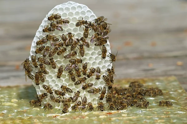 Gros plan groupe de jeunes abeilles avec petit nid d'abeille blanc sur fond en bois — Photo