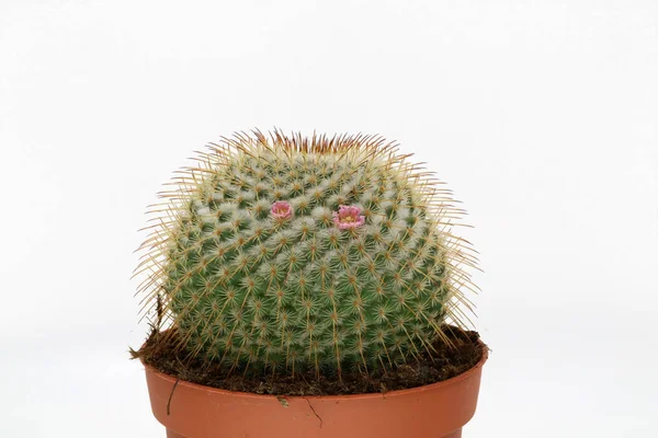 Cacto de floração rosa isolado sobre fundo branco — Fotografia de Stock