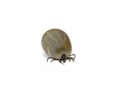 Tick full of blood isolated on white background clipart