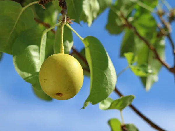 Pera asiática Nashi, Pyrus pyrifolia, una pera en el árbol con hojas y cielo azul —  Fotos de Stock