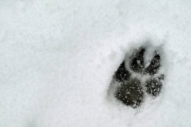 bir köpeğin kopya alanı ile karda ayak izi