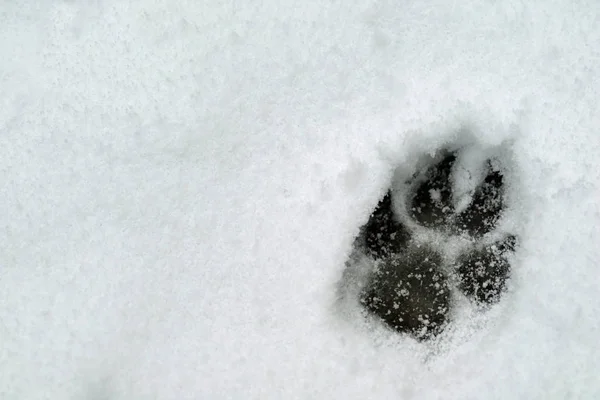 bir köpeğin kopya alanı ile karda ayak izi