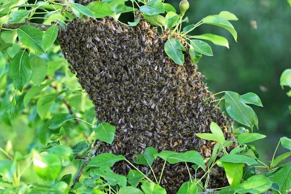 Uno sciame di api sedute su un melo — Foto Stock