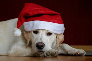 santa claus şapka giyen bir labrador köpek portresi